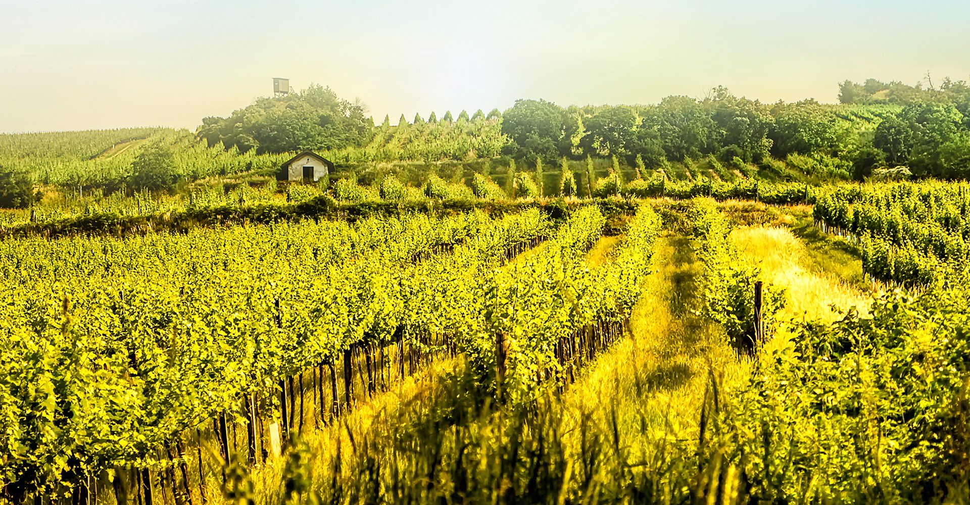 Scenic Vineyard hills in late summer at sunset